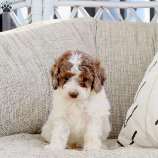 Olive, Miniature Poodle Puppy