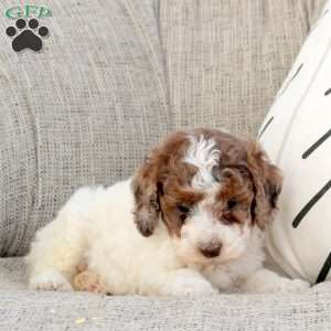 Olive, Miniature Poodle Puppy