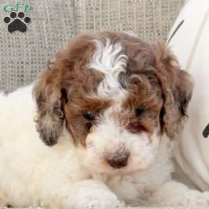 Olive, Miniature Poodle Puppy