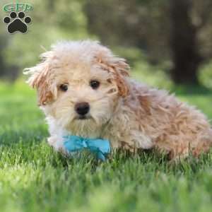 Oliver, Miniature Poodle Puppy