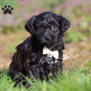 Oliver, Yorkie Poo Puppy