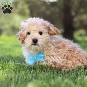 Oliver, Miniature Poodle Puppy