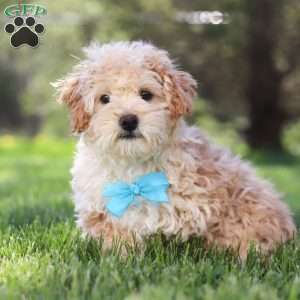Oliver, Miniature Poodle Puppy