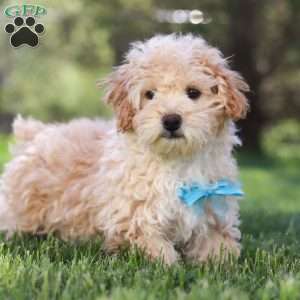 Oliver, Miniature Poodle Puppy