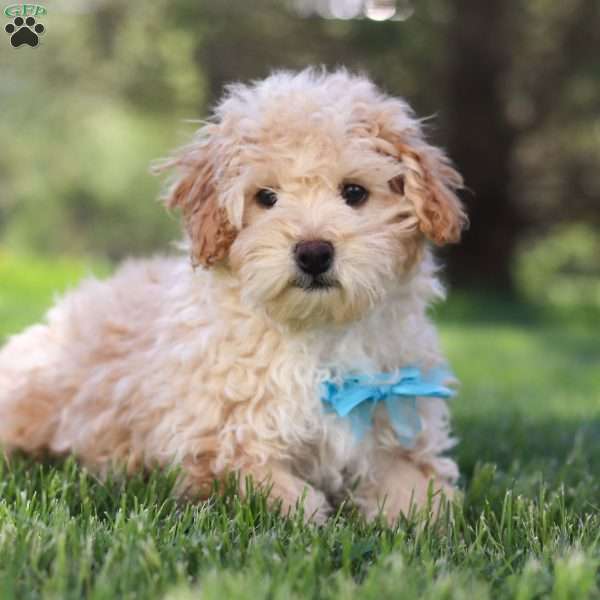 Oliver, Miniature Poodle Puppy