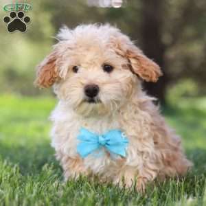 Oliver, Miniature Poodle Puppy