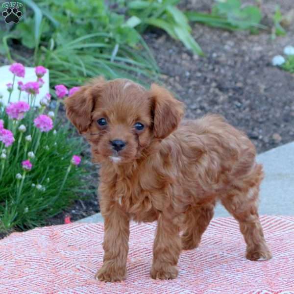 Oliver, Cavapoo Puppy