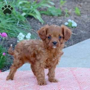 Oliver, Cavapoo Puppy