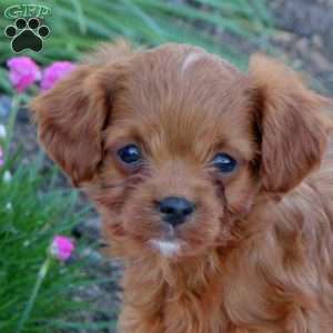 Oliver, Cavapoo Puppy