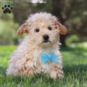 Oliver, Miniature Poodle Puppy