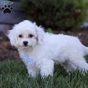 Oliver, Cavapoo Puppy