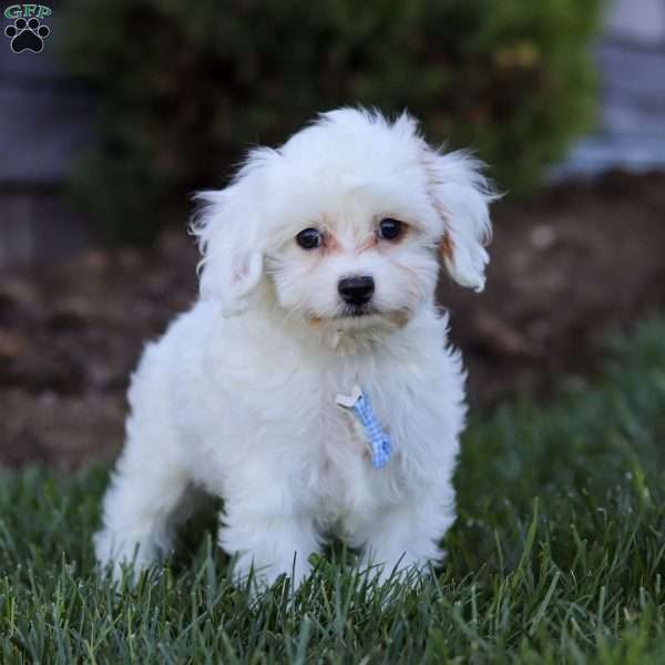Oliver, Cavapoo Puppy