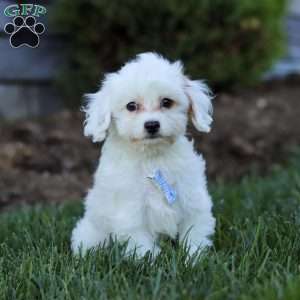 Oliver, Cavapoo Puppy