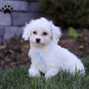 Oliver, Cavapoo Puppy