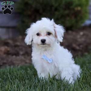Oliver, Cavapoo Puppy