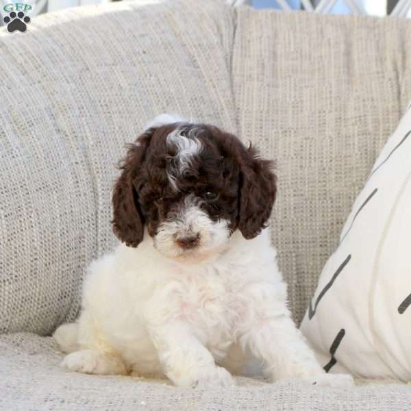Opal, Miniature Poodle Puppy
