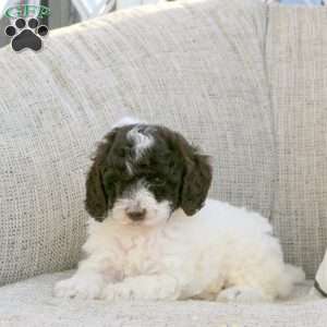 Opal, Miniature Poodle Puppy