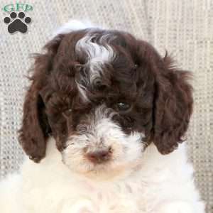 Opal, Miniature Poodle Puppy