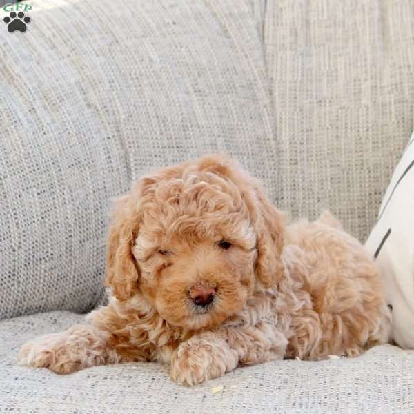 Oscar, Miniature Poodle Puppy
