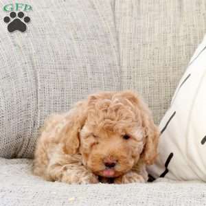 Oscar, Miniature Poodle Puppy