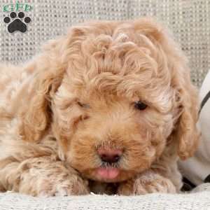 Oscar, Miniature Poodle Puppy
