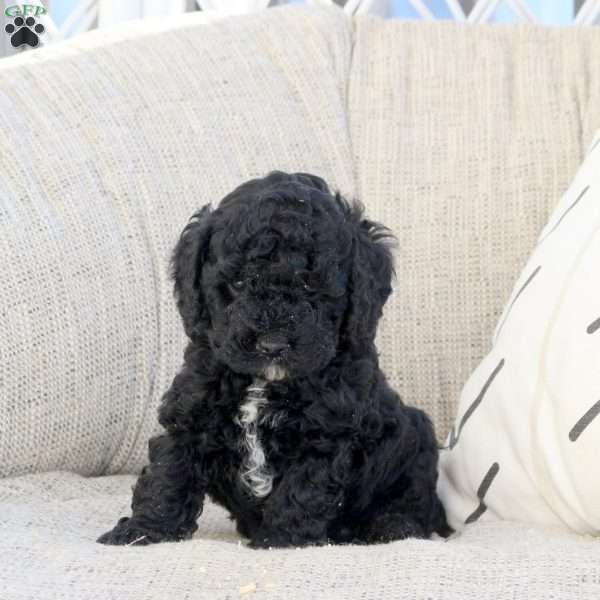 Otto, Miniature Poodle Puppy