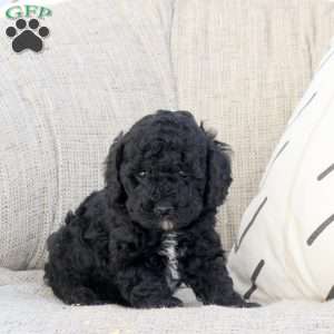 Otto, Miniature Poodle Puppy