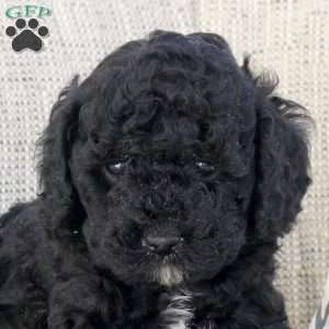 Otto, Miniature Poodle Puppy