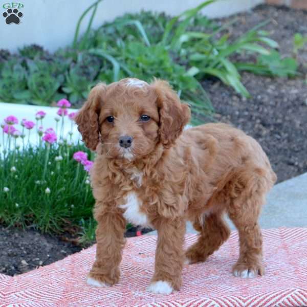 Ozzy, Cavapoo Puppy