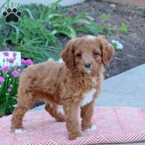 Ozzy, Cavapoo Puppy