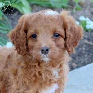 Ozzy, Cavapoo Puppy