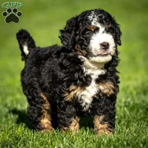 Ozzy, Mini Bernedoodle Puppy