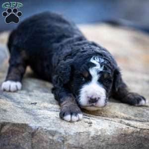 Ozzy, Mini Bernedoodle Puppy