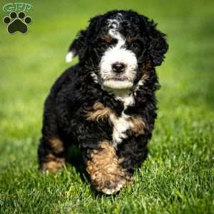 Ozzy, Mini Bernedoodle Puppy
