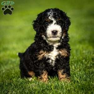 Ozzy, Mini Bernedoodle Puppy
