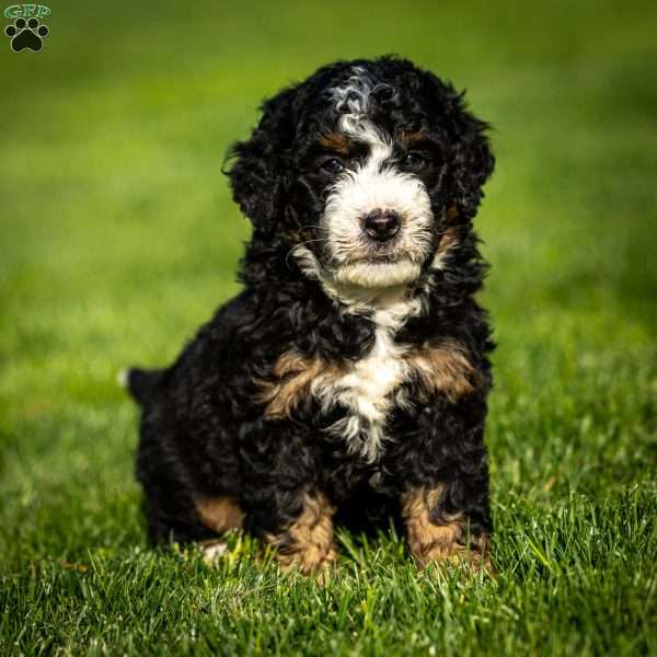 Ozzy, Mini Bernedoodle Puppy