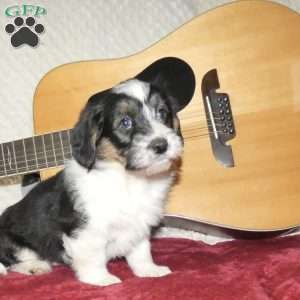 Dixie, Corgipoo Puppy