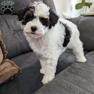 Trout, Toy Poodle Puppy