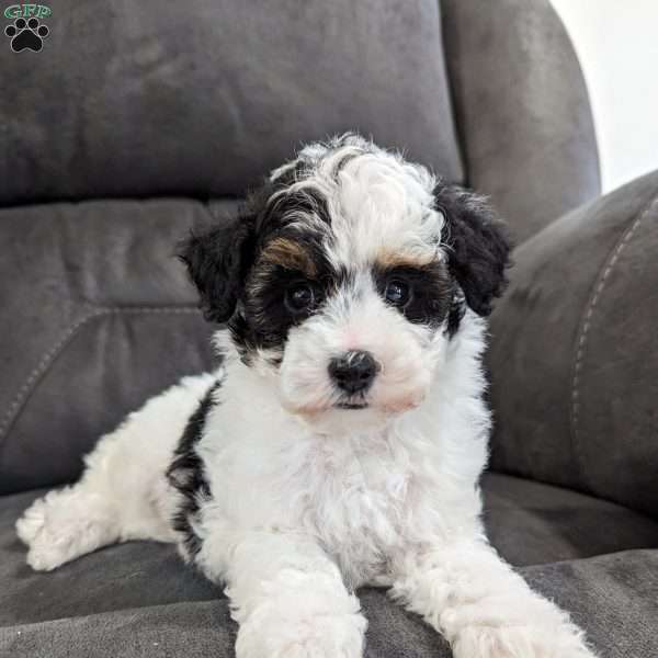 Trout, Toy Poodle Puppy