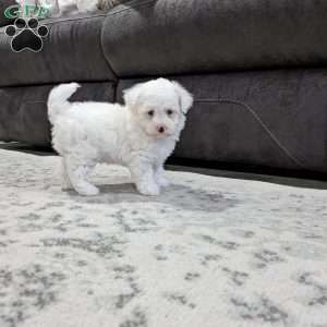Frost, Toy Poodle Puppy