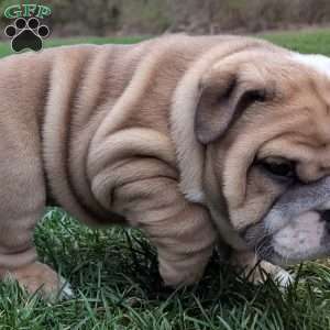 Ajax, English Bulldog Puppy