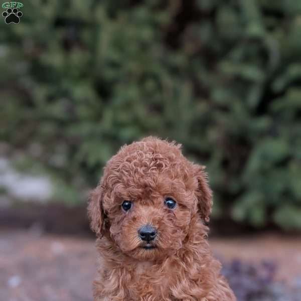 Bridget, Toy Poodle Puppy