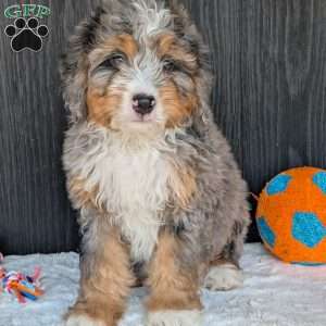 Baker, Mini Bernedoodle Puppy