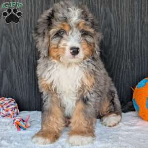Baker, Mini Bernedoodle Puppy
