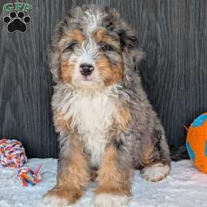 Baker, Mini Bernedoodle Puppy