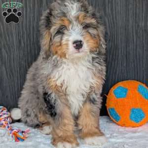 Baker, Mini Bernedoodle Puppy