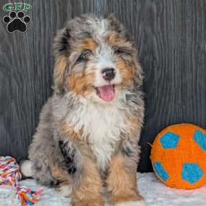 Baker, Mini Bernedoodle Puppy