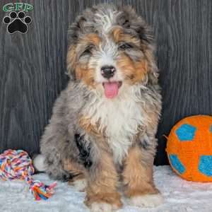 Baker, Mini Bernedoodle Puppy