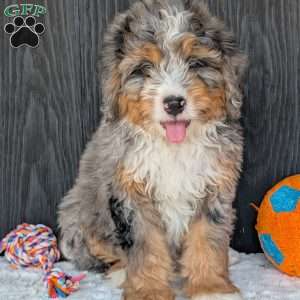 Baker, Mini Bernedoodle Puppy
