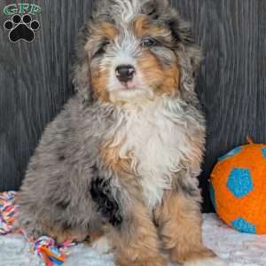Baker, Mini Bernedoodle Puppy
